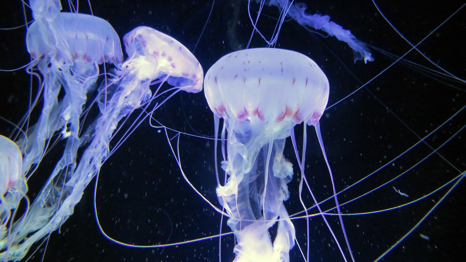 It’s that time of the year again – the jelly fish are coming.