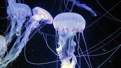 It’s that time of the year again – the jelly fish are coming.